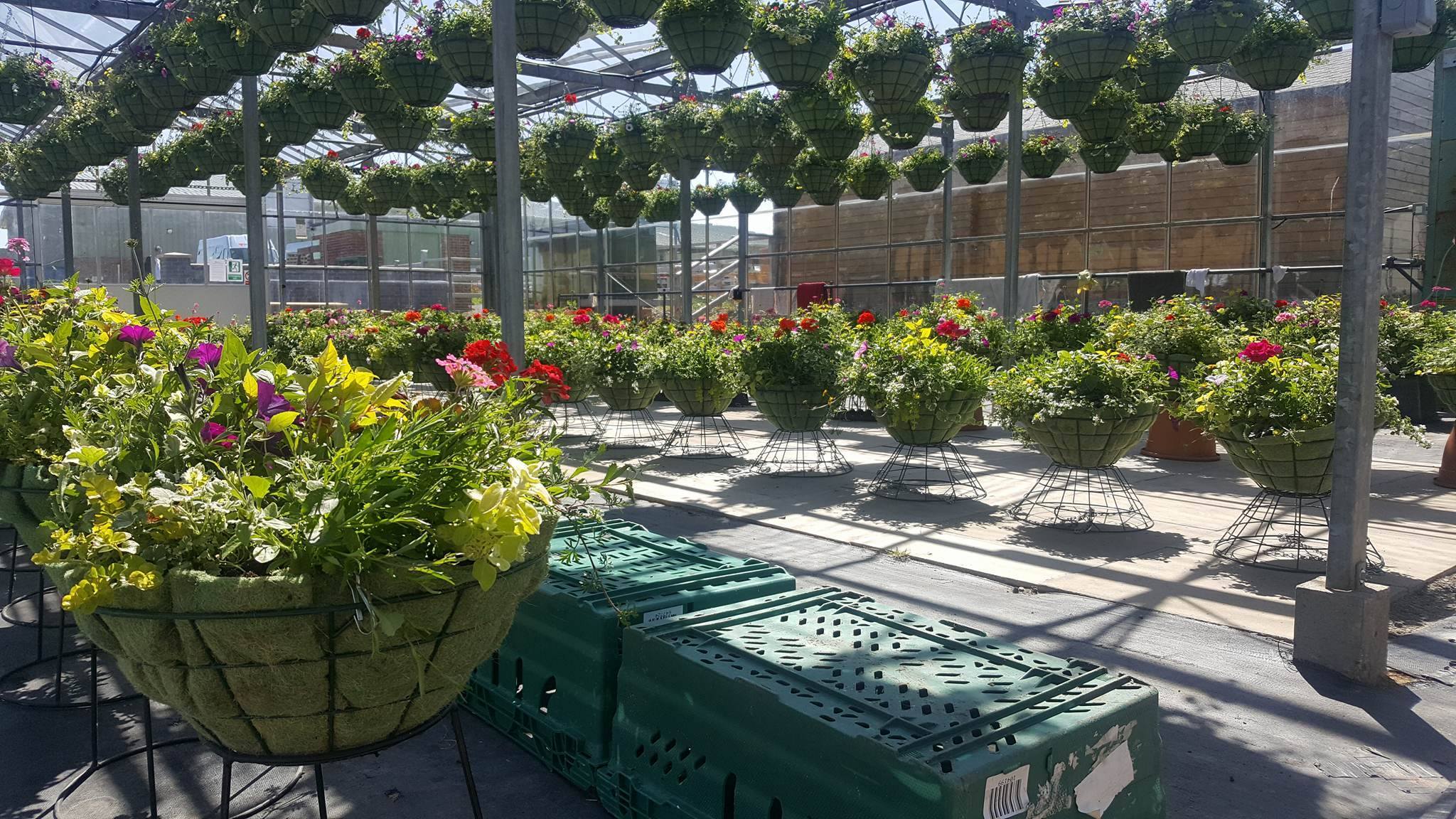 Hanging Baskets and Bedding Plants