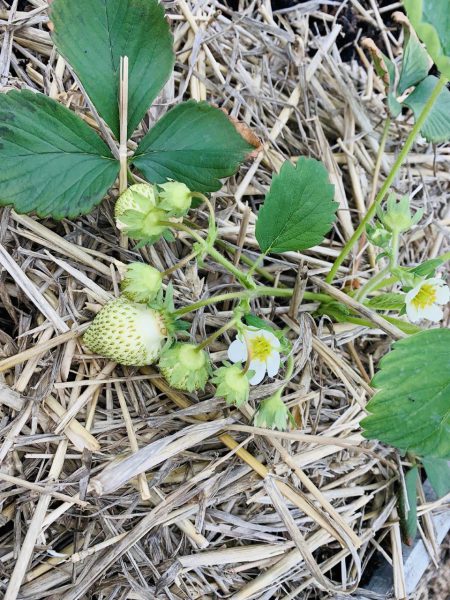 My Life member Jack is inspired by summer strawberries